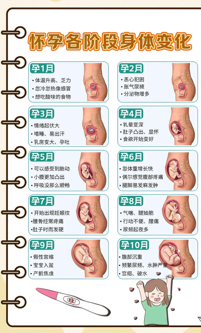 揭秘供卵代孕妈妈怀孕小腹分两节，孕期变化的奥秘宜昌代生机构: